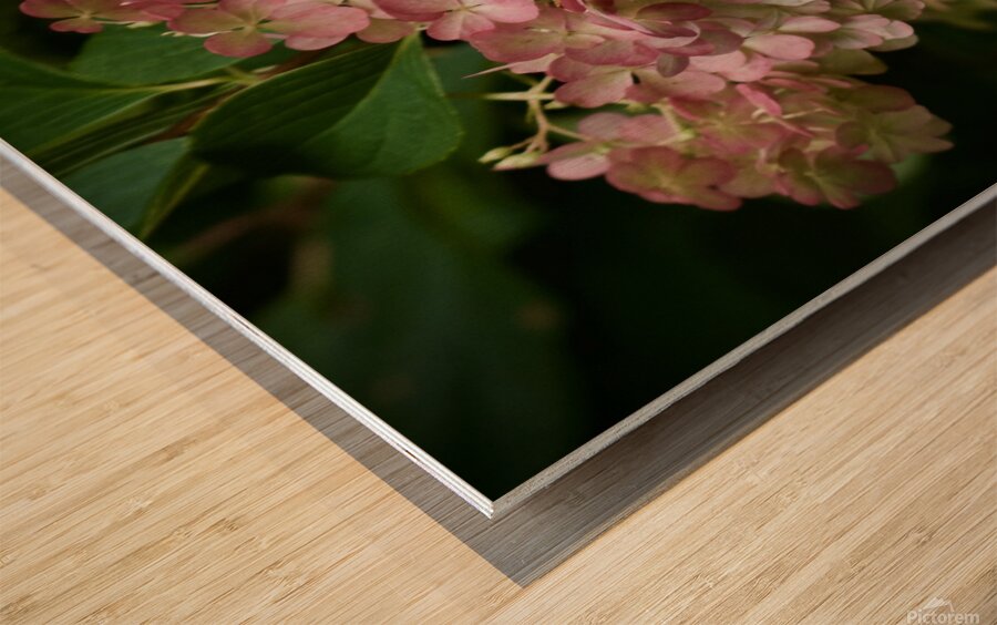 Dreamy Hydrangea  4 Wood print