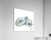 Teal Oysters Acrylic Print