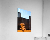 A Foundling Acrylic Print