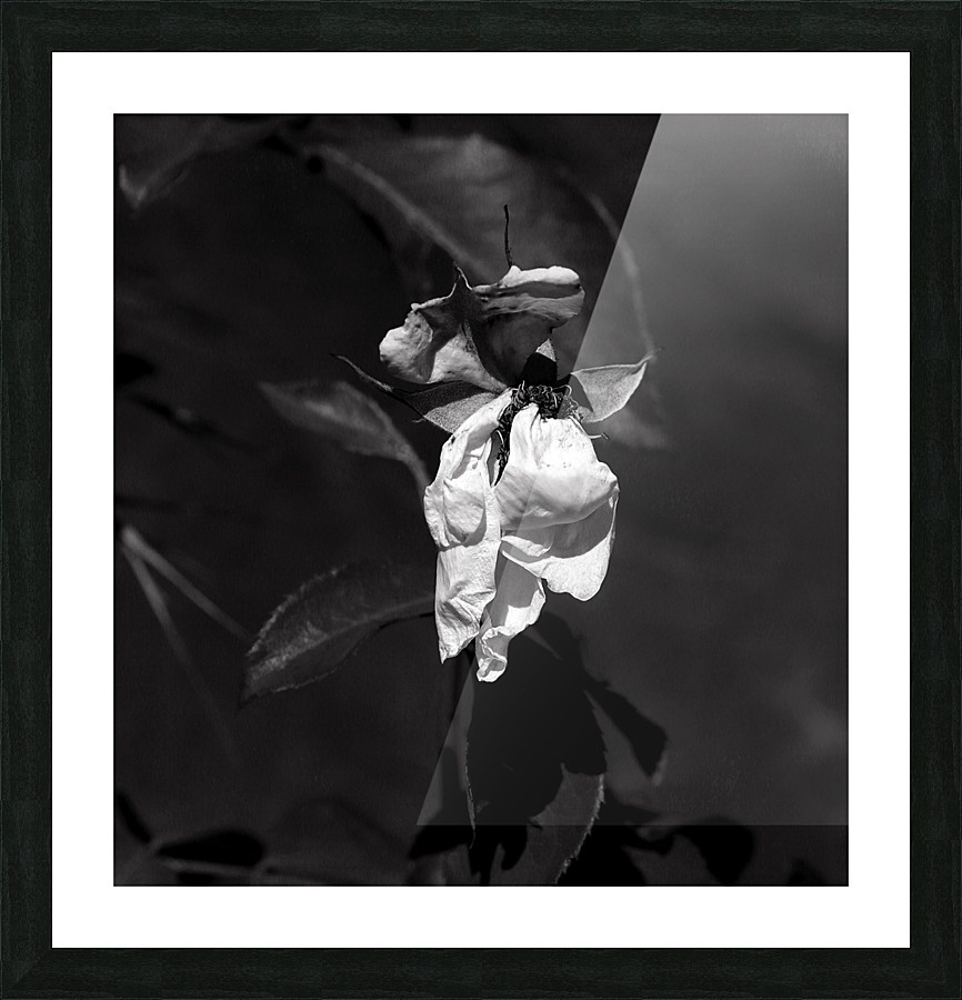 A Tired Rose Picture Frame print