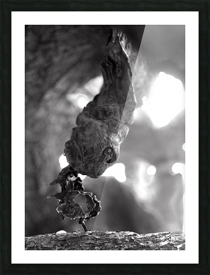 A Cactus Snake Picture Frame print