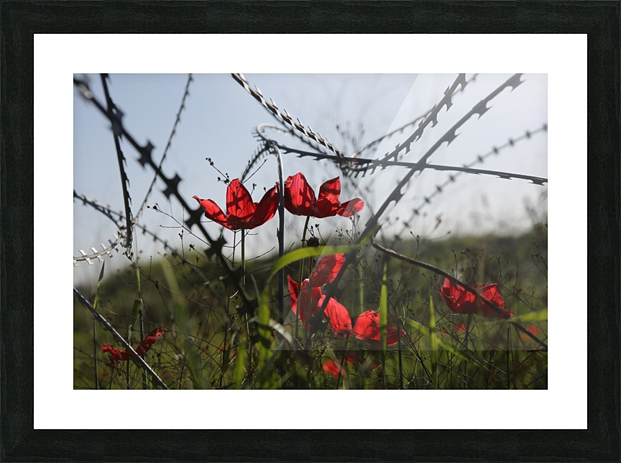 Anemone Flowers Picture Frame print