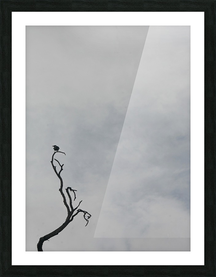 A Branch Picture Frame print