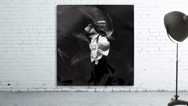A Tired Rose Wall Preview