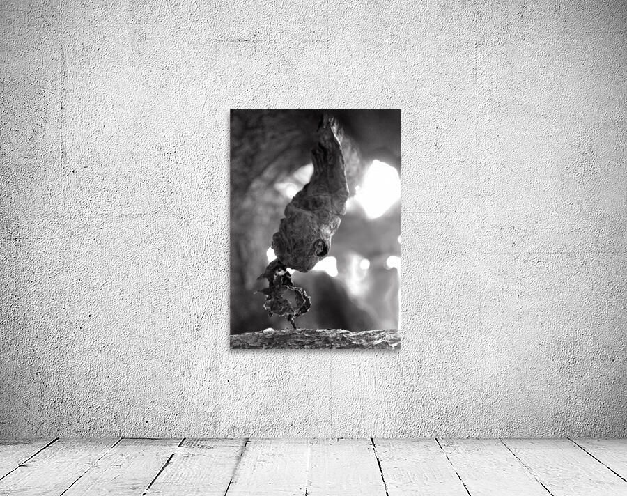 A Cactus Snake Wall Preview