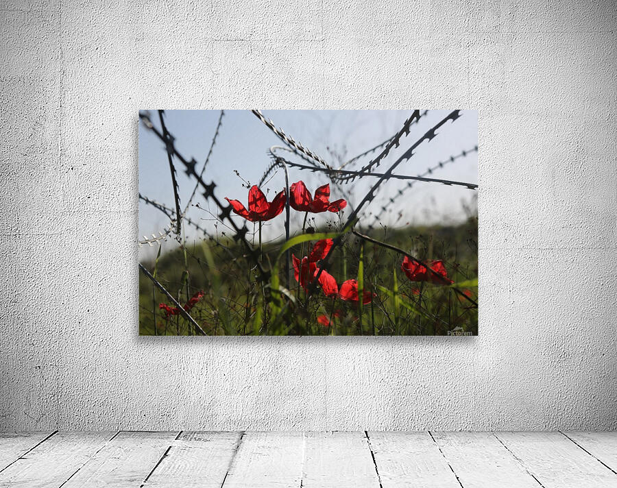 Anemone Flowers Wall Preview