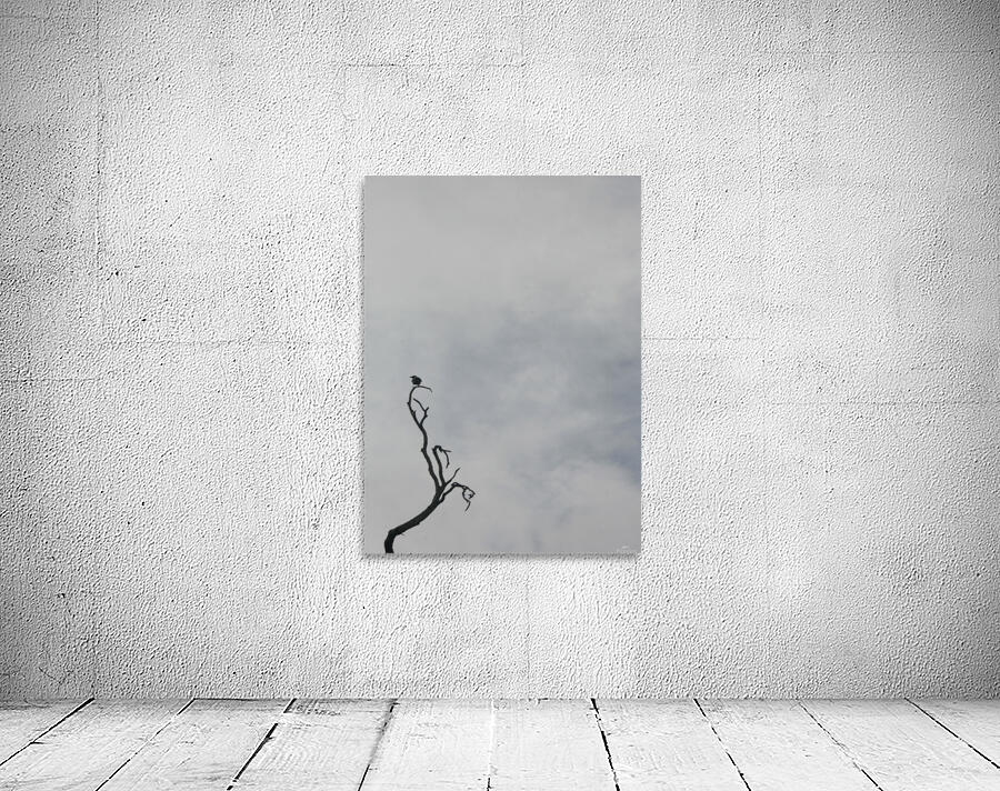 A Branch Wall Preview