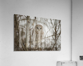 Barred Owl Acrylic Print