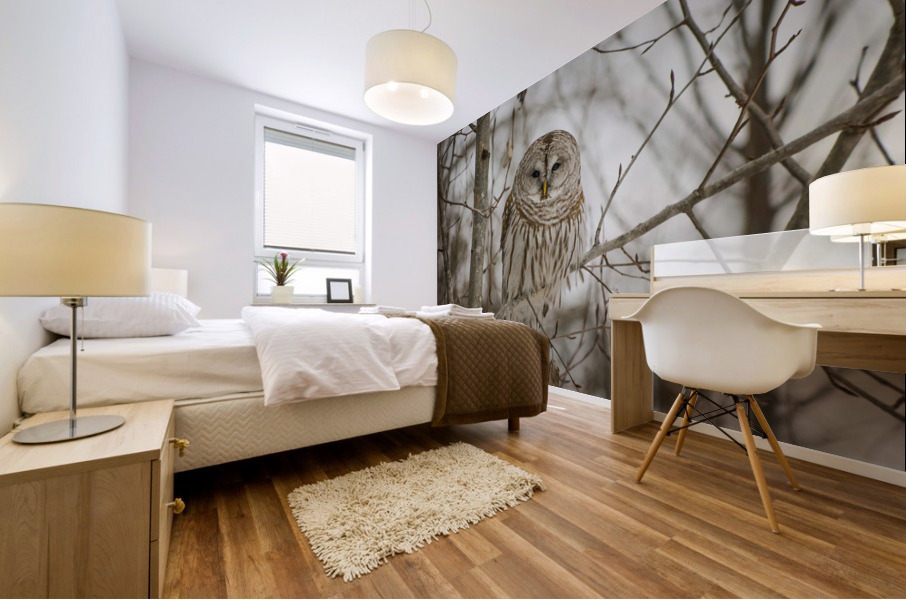 Barred Owl Mural print