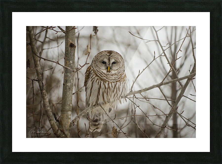 Barred Owl Picture Frame print