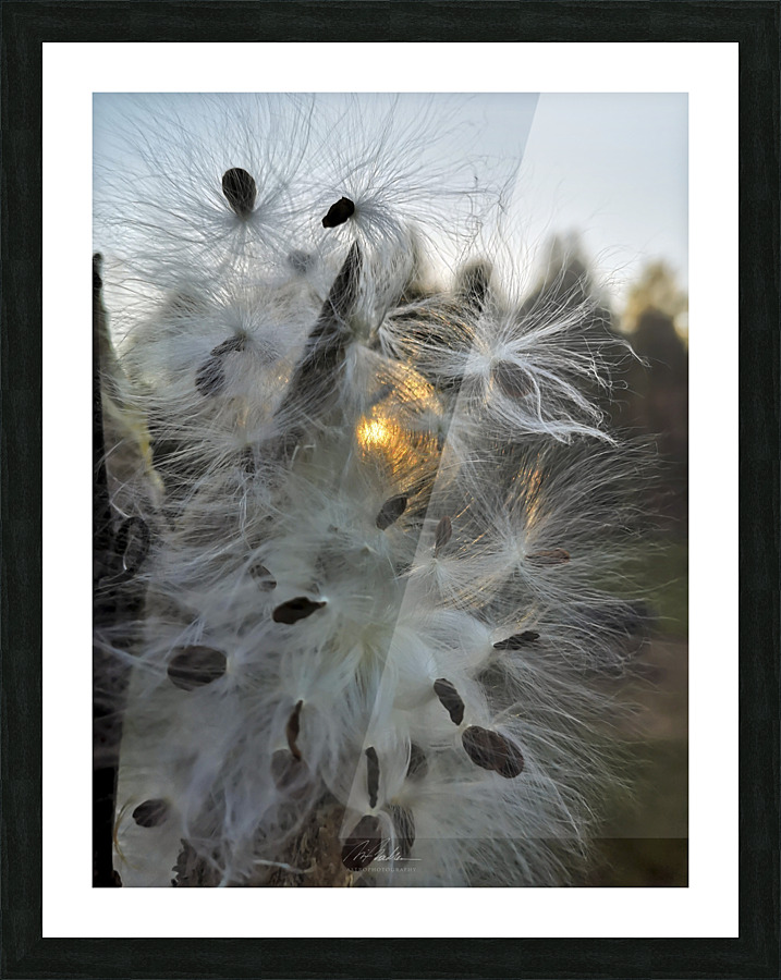 Milkweed Sundown Picture Frame print