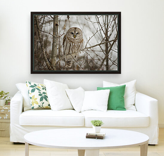 Barred Owl Reproduction