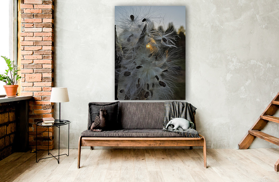 Milkweed Sundown Reproduction