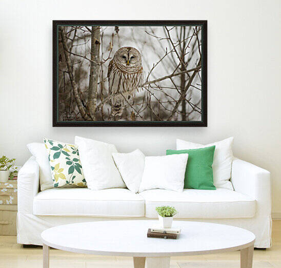 Barred Owl by Richard Boudreau Photography