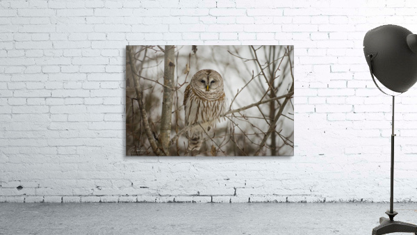 Barred Owl Wall Preview