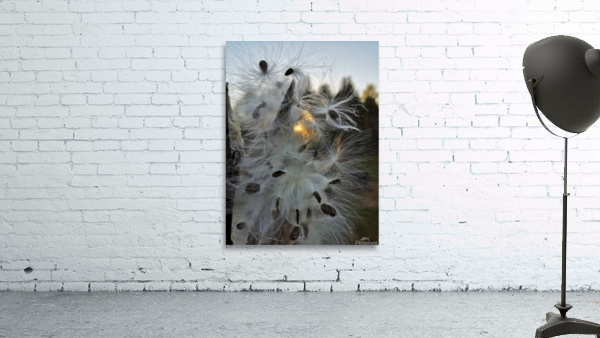 Milkweed Sundown Wall Preview