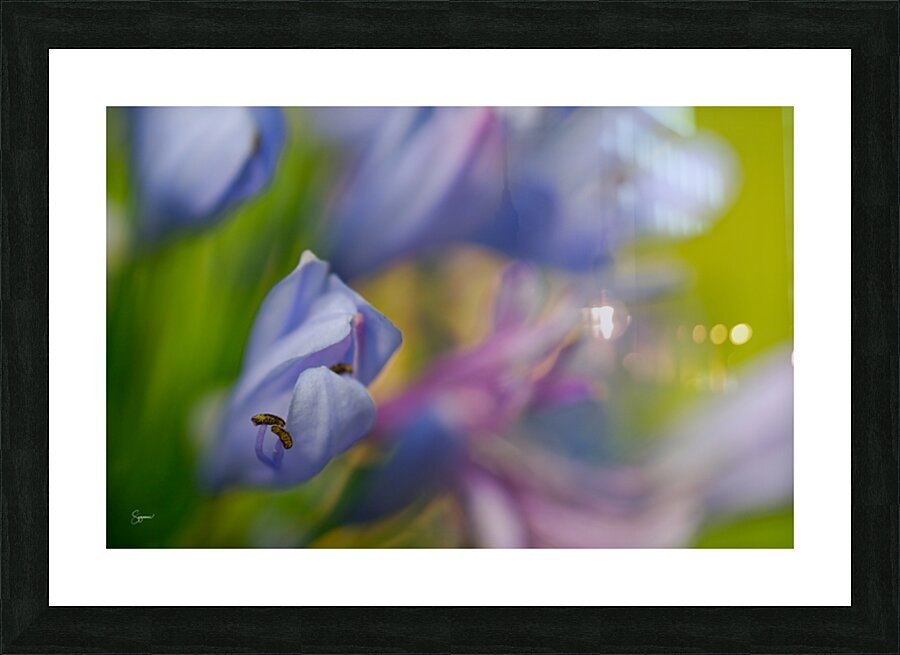 Whispering Petals Picture Frame print