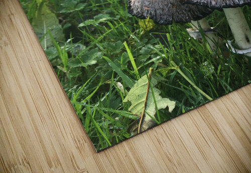 Embrace Xanda Monteiro puzzle