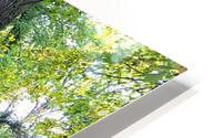 Killiney Hill Forest HD Metal print