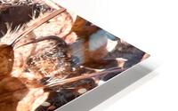 Death  HD Metal print