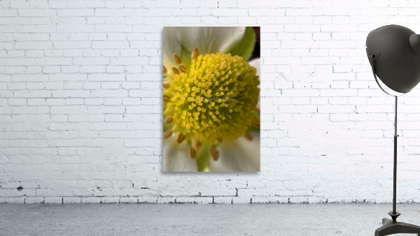 Life source Wall Preview
