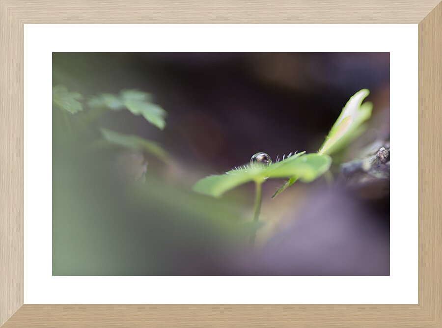 Hidden drop  Picture Frame print