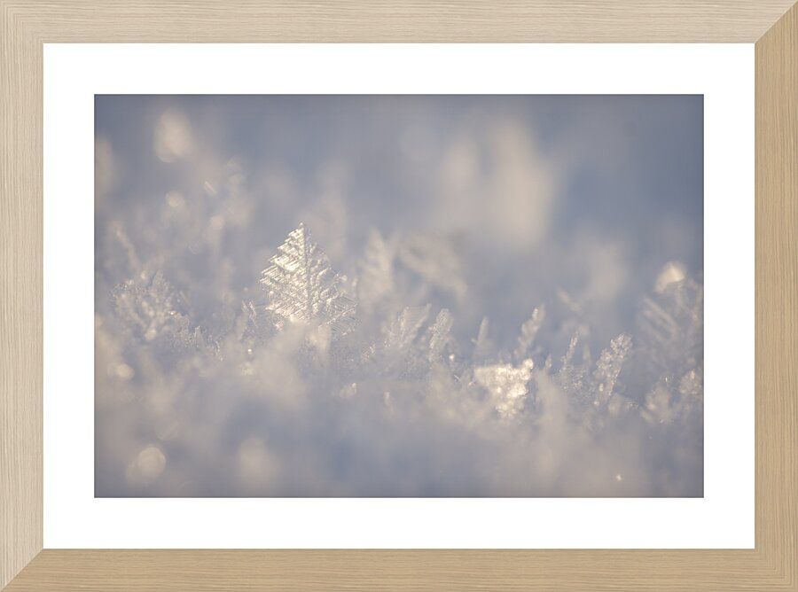 Winter Leaf Picture Frame print
