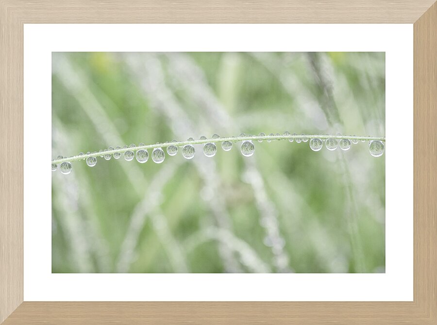 Drops rail Picture Frame print