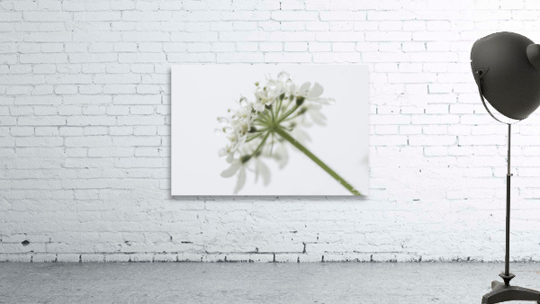  White Dew Wall Preview