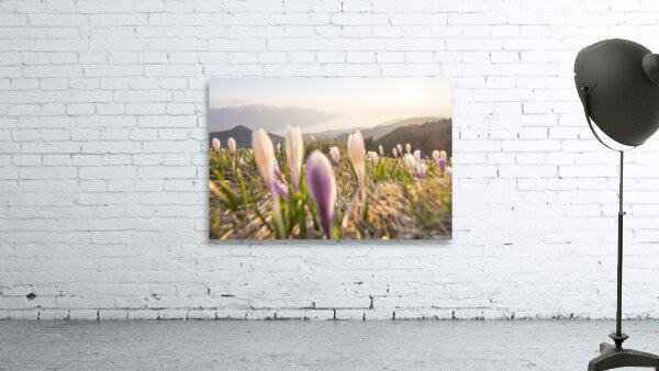 Crocus Wall Preview