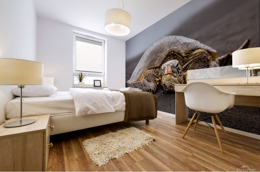 Turtle 1 Mural print