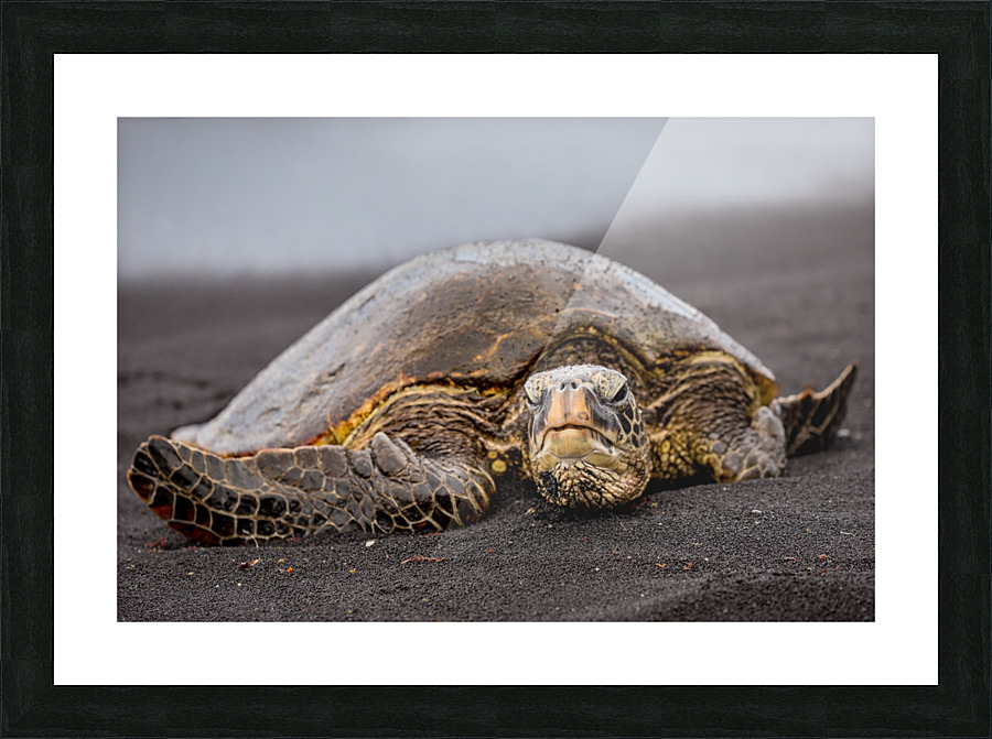 Turtle 1 Picture Frame print