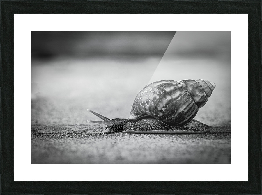 Snail Picture Frame print