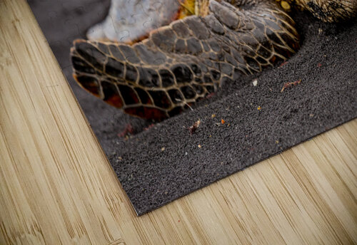 Turtle 1 Missy Maher puzzle