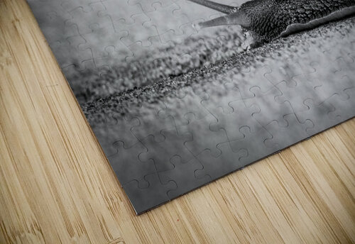 Snail Missy Maher puzzle
