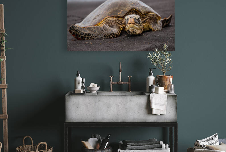 Turtle 1 by Missy Maher
