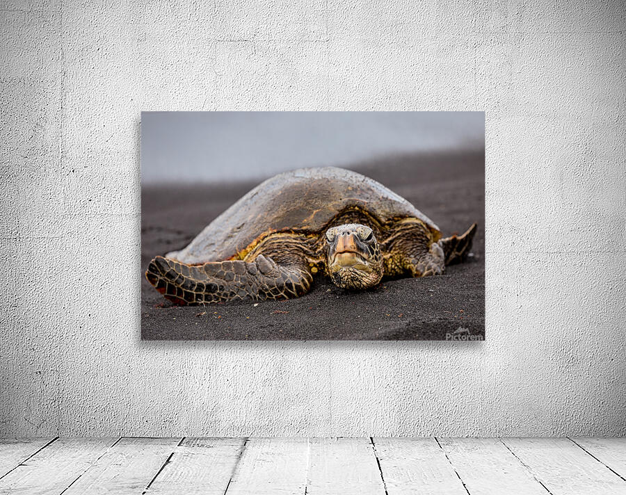 Turtle 1 Wall Preview