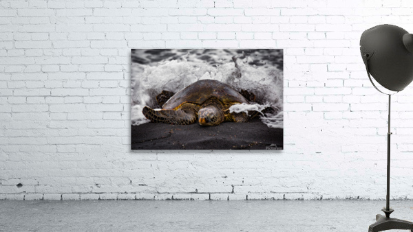 Turtle 2 Wall Preview