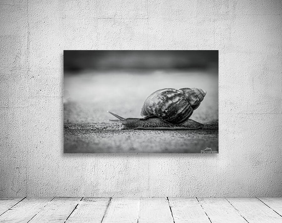 Snail Wall Preview