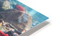 Spawning Kokanee HD Metal print