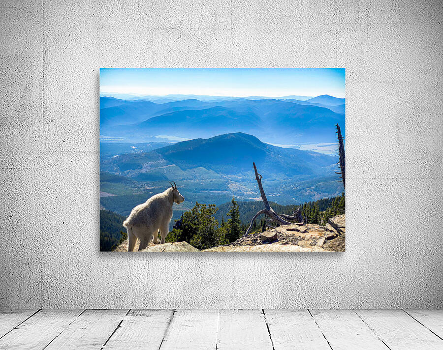 Goat View Wall Preview