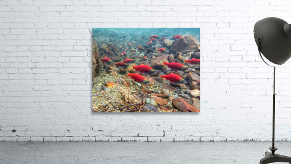 Spawning Kokanee Wall Preview