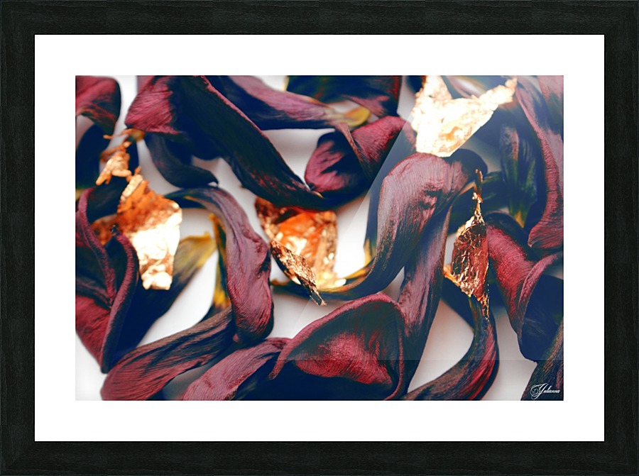Burgundy Tulip Picture Frame print