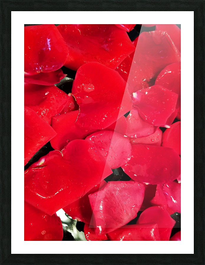Red Roses Picture Frame print
