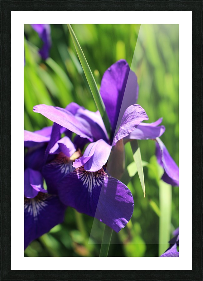 Purple Iris Picture Frame print