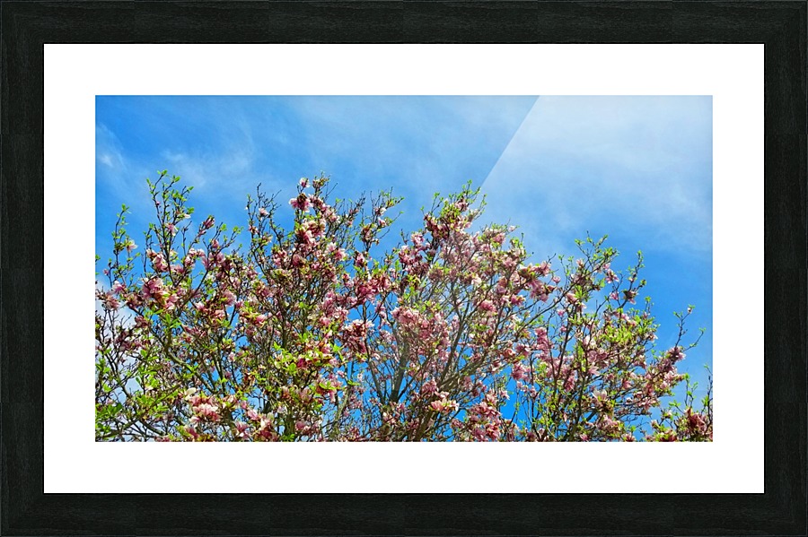 Blossom Sky Picture Frame print