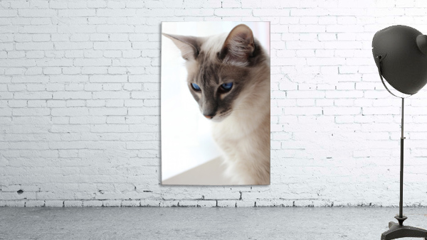Blue eyes Wall Preview