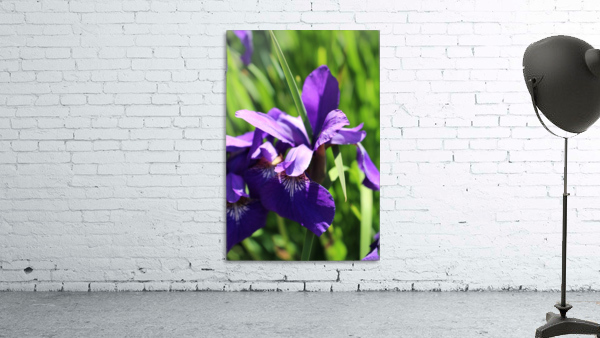 Purple Iris Wall Preview