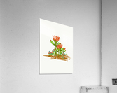 Grasshopper Reunion Acrylic Print