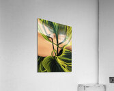 IMG 2572 Acrylic Print
